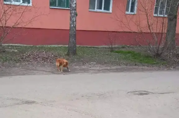 Найдена собака на Союзной улице в Курске