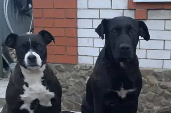 Пропали 2 черные собаки на Полевой улице, Елец