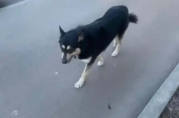 Найдена собака на Симферопольском бульваре, ищет хозяина