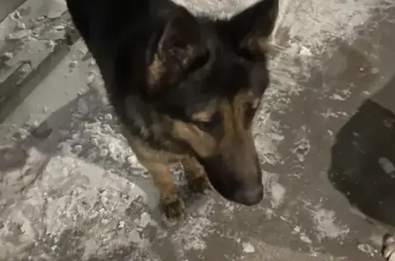 Собака найдена на Волховской улице, Новосибирск