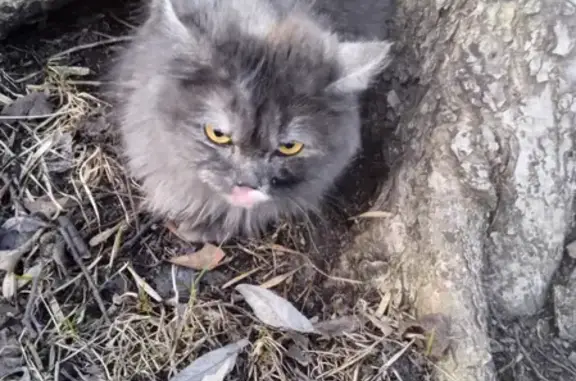 Кошки потеряшки, Ярославль, фото: Потеряшка кошка в Дзержинском районе, возле Семейного Магнита на Ленинградском проспекте