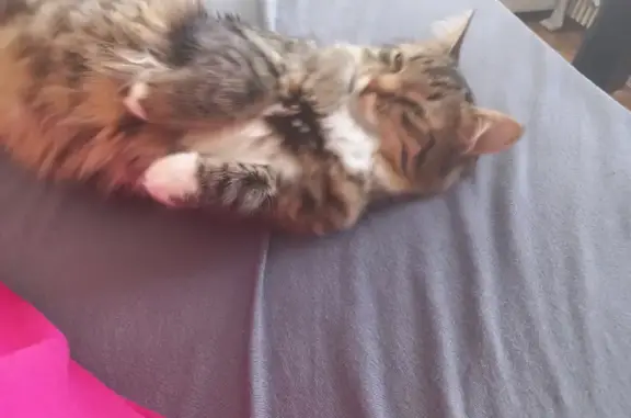 Кошки потеряшки, Тольятти, фото: Потеряшка кошка на ул. Толстого, Тольятти