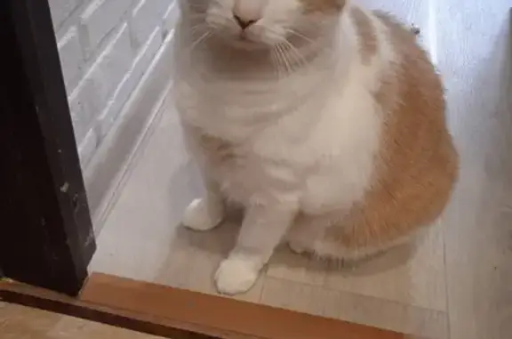 Объявления о пропавших и найденных животных, Иваново, фото: Пропал кот на улице Тихая, 14, Иваново.