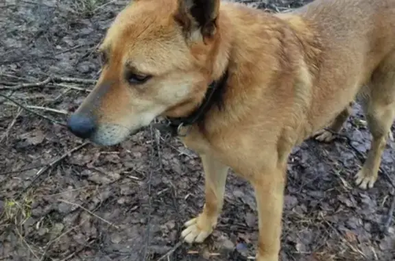 Найдена собака в Московской области, Хотьково - ищем хозяев или новый дом