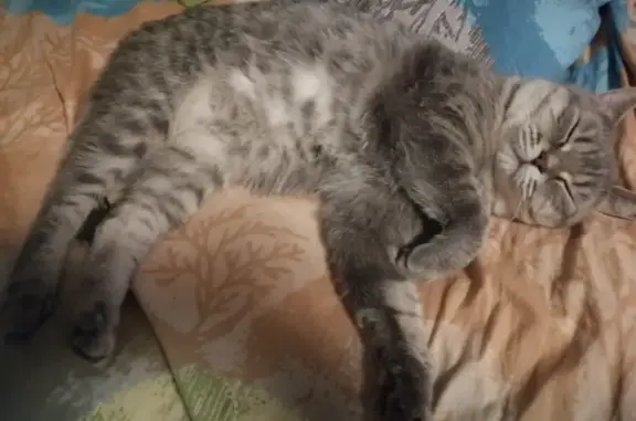 Кошки потеряшки, Набережные Челны, фото: Потеряшка кошка в Набережных Челнах, просьба помочь!