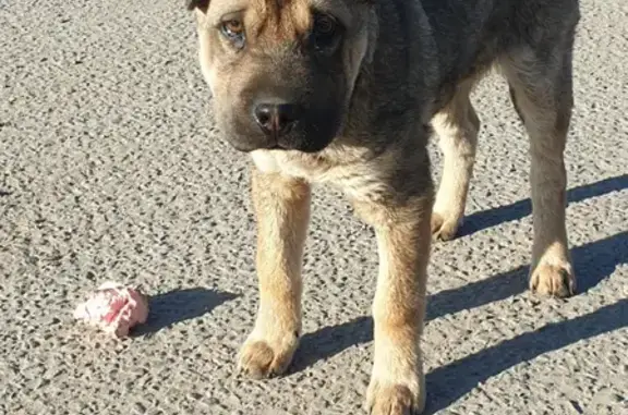 Найден щенок метиса Шарпея на трассе М4 в сторону Новомосковска