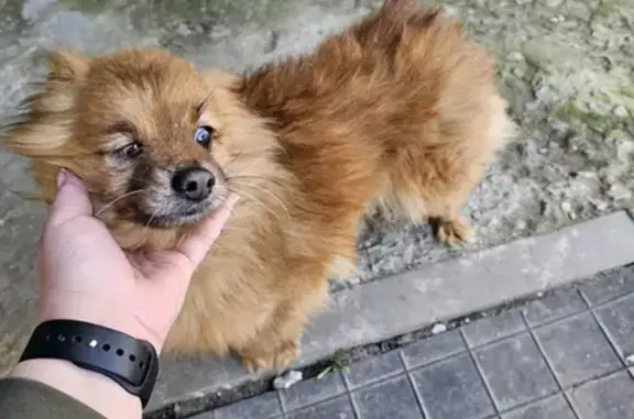Найдена собака на ул. Саврасова, Воронеж, нужен хозяин!