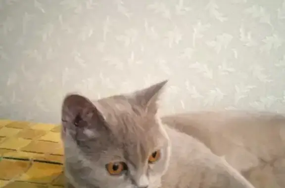 Кошки потеряшки, Омск, фото: Потеряшка кошка на Москаленко, 22 в Омске.