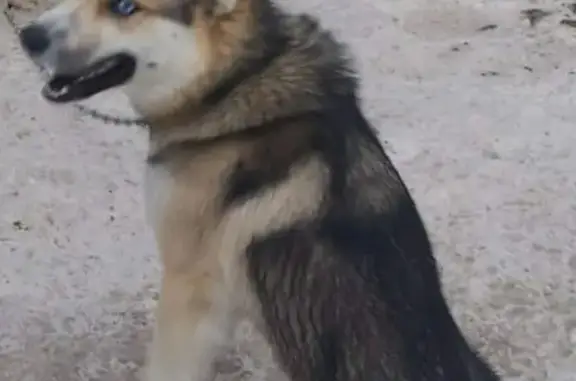 Пропала собака в Голицыно, помесь хаски с овчаркой