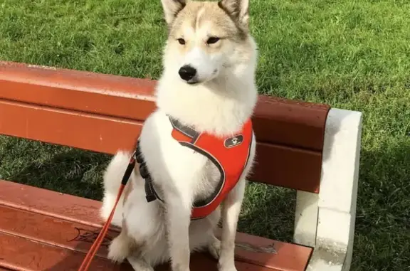 Собаки потеряшки, Санкт-Петербург, фото: Потеряшка лайка на Альпийском переулке, СПб