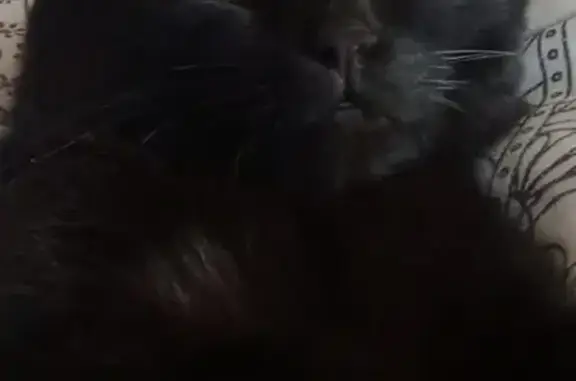 Пропала кошка Котик на улице Советская, 55 в Юрюзани