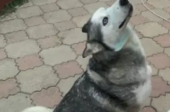 Пропала собака на Бульварной, Сибирский хаски, девочка.