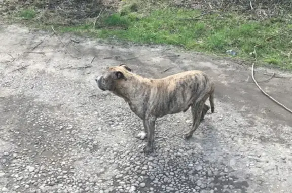 Найдена собака на Земнухова 6А, Калининград