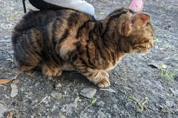 Найдена кошка на улице Лобачевского, 22 в Москве