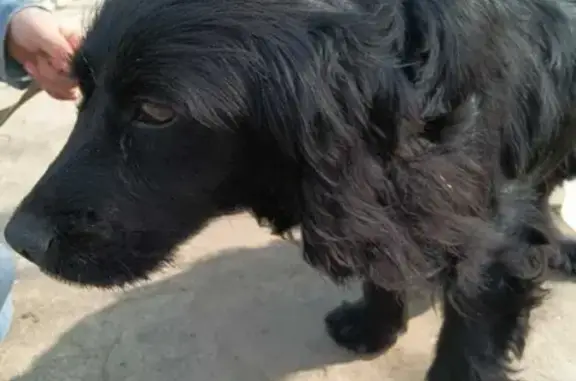 Найдена собака возле Семикаракоска - ищем новый дом!