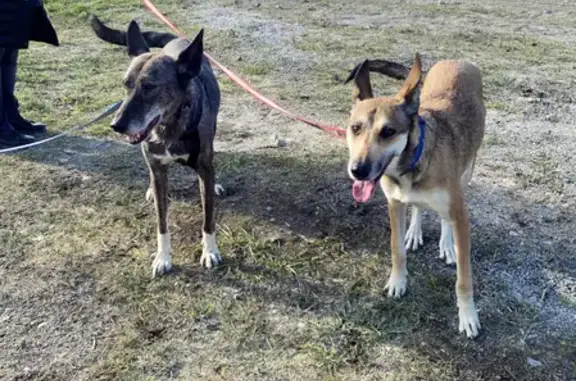 Найдены две собачки на пр. Калинина, Калининград
