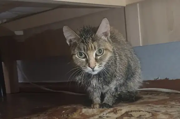 Кошка найдена на Химградской, 23 в Перми
