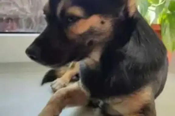 Пропала собака Малыш на ул. Кавказская, Анапская
