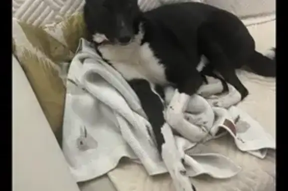 Собаки потеряшки, Санкт-Петербург, фото: Потеряшка собака Габи на Загородном проспекте