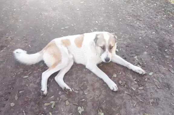 Пропала собака в Шуруповском поселении, Волгоградская область