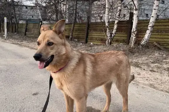 Найдена собака на Солнечной улице, Балашиха
