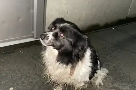 Найдена собака в Симферополе, Киевская улица, 189Б
