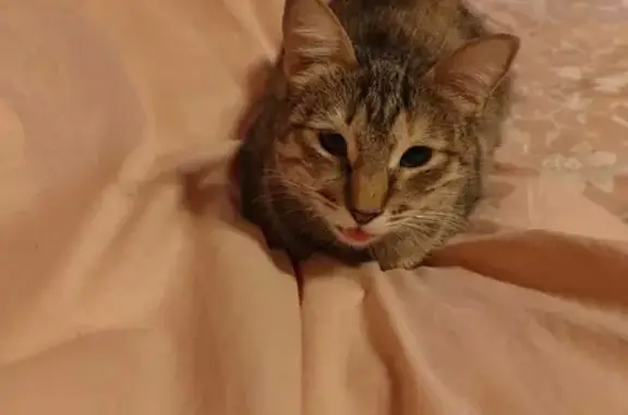 Кошки потеряшки, Санкт-Петербург, фото: Потеряшка кошка на Большом Сампсониевском проспекте, 74