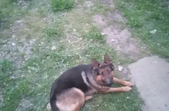 Собака найдена на улице Ленина в Элисте