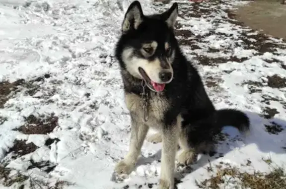 Собака хаски найдена на Софийской улице, Новосибирск