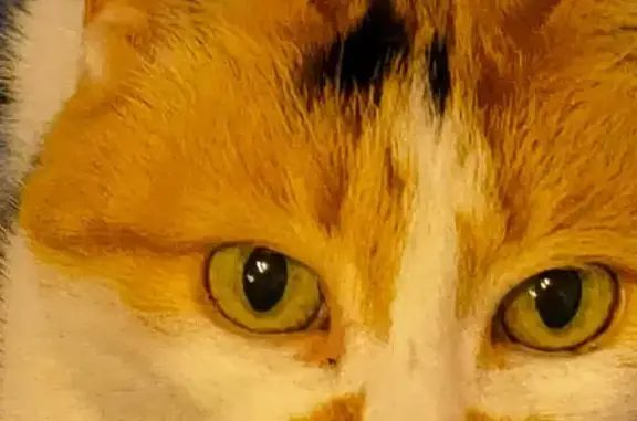 Пропала трехцветная кошка во Владивостоке