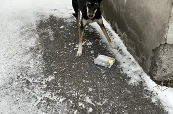 Собака найдена на улице Франкфурта, 16.