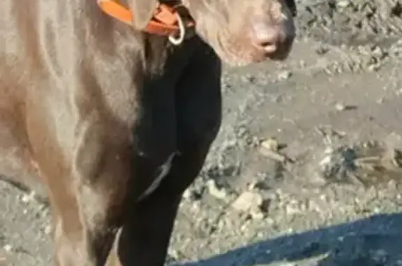 Собака с оранжевым ошейником найдена в снт Рассвет, Пензенский городской округ.