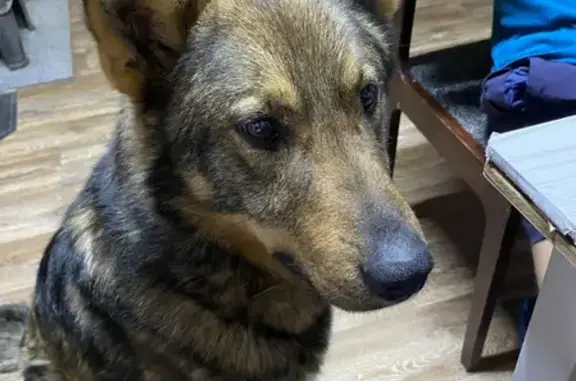 Собака ищет семью без кошек в Архангельске