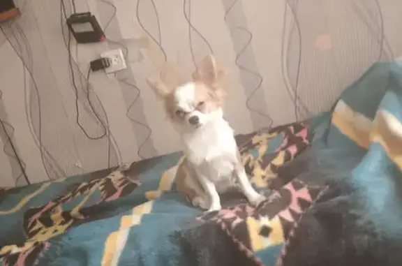 Собаки потеряшки, Санкт-Петербург, фото: Потеряшка Малыш-чих, пугливый и недоверчивый, адрес: пр. Ударников, СПб