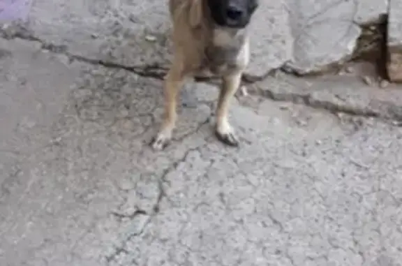 Пропала собака на ул. Карбышева, 150, Волжский
