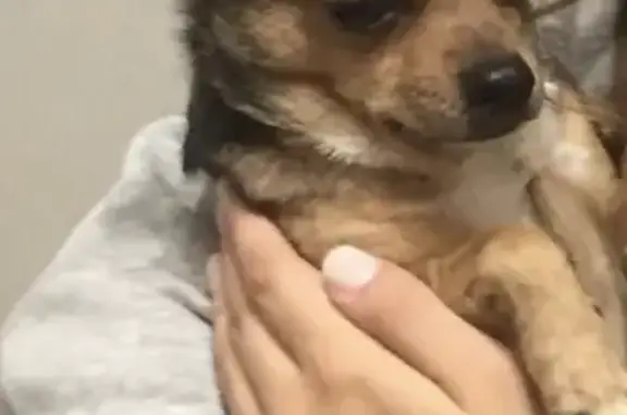 Собаки потеряшки, Пенза, фото: Потеряшка Чи Хуа Хуа на улице Луначарского, 9, Пенза