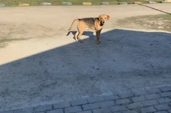 Найден породистый пёс на ул.4-новая, Чемодановка