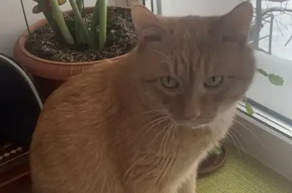 Кошки потеряшки, Киров, фото: Потеряшка бело-рыжий кот на Октябрьском проспекте, 157, Киров