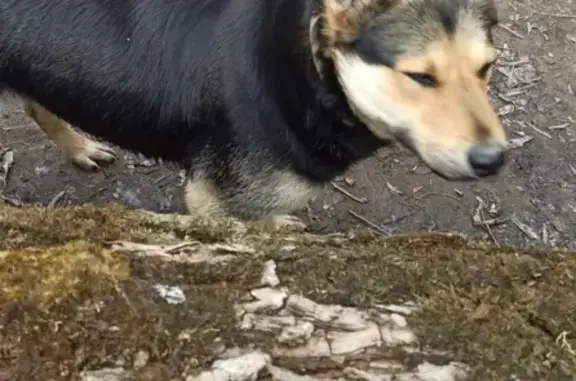 Собака найдена на пляже рядом с Рацсеменовским