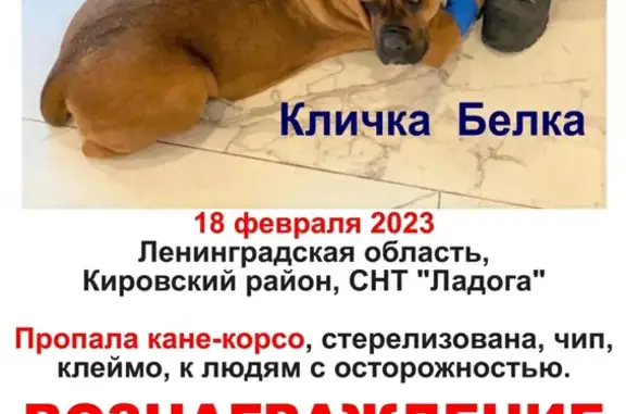 Пропала собака Белка, рыжий Кане-корсо, 41К-127, Синявинское.