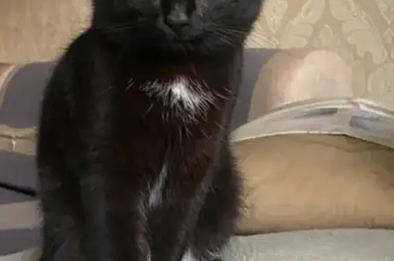 Пропала кошка Чёрный котик на улице Ленина, 30