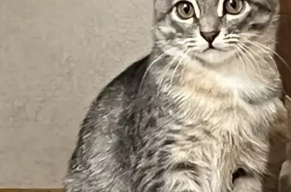 Кошки потеряшки, Тольятти, фото: Потеряшка кошка в 11 квартале, ул. Маршала Жукова 34