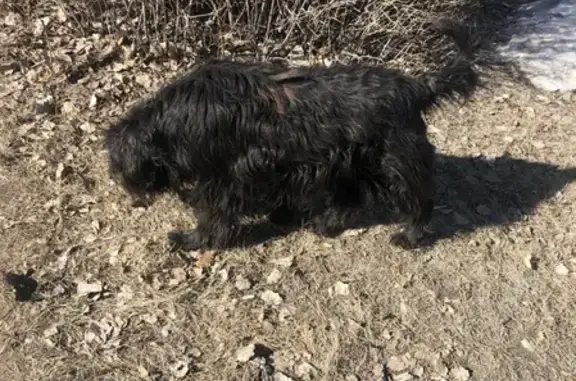 Найдена собака на улице Комарова, 24