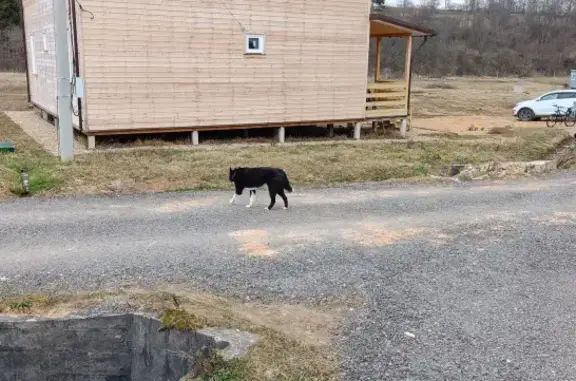 Найдена собака, Московская область, фото: Потерянная собака с красным ошейником в Московской области