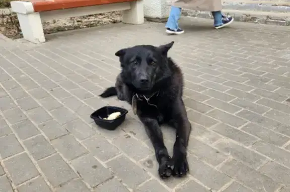 Собака на Совхозной улице, Пирогово
