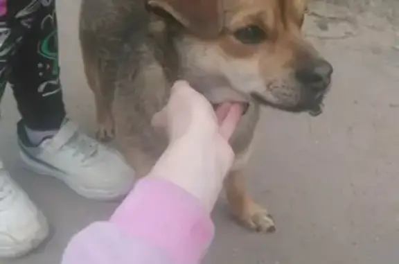Собака с коричневым окрасом на улице Строителей 16 в Конаково