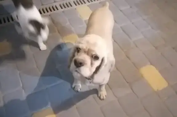 Пропала собака на ул. С.В.Мацоты, 49 в Новочеркасске