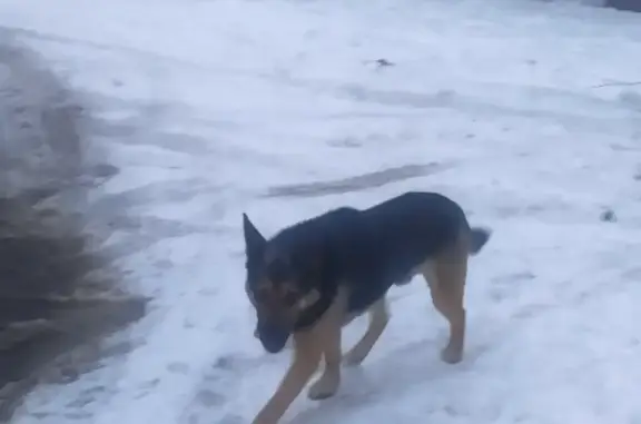 Собака найдена на Комсомольском переулке, Всеволожск
