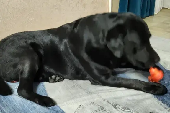 Собака Чёрный лабрадор найдена на ул. Кравченко, Ачинск.