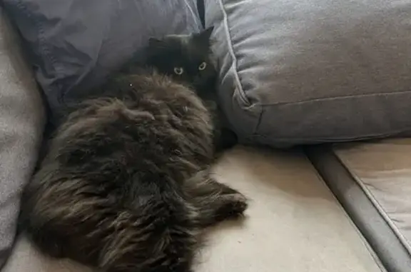 Найдена черная кошка на Донской, 21 к2